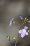 Apalachicola toadflax